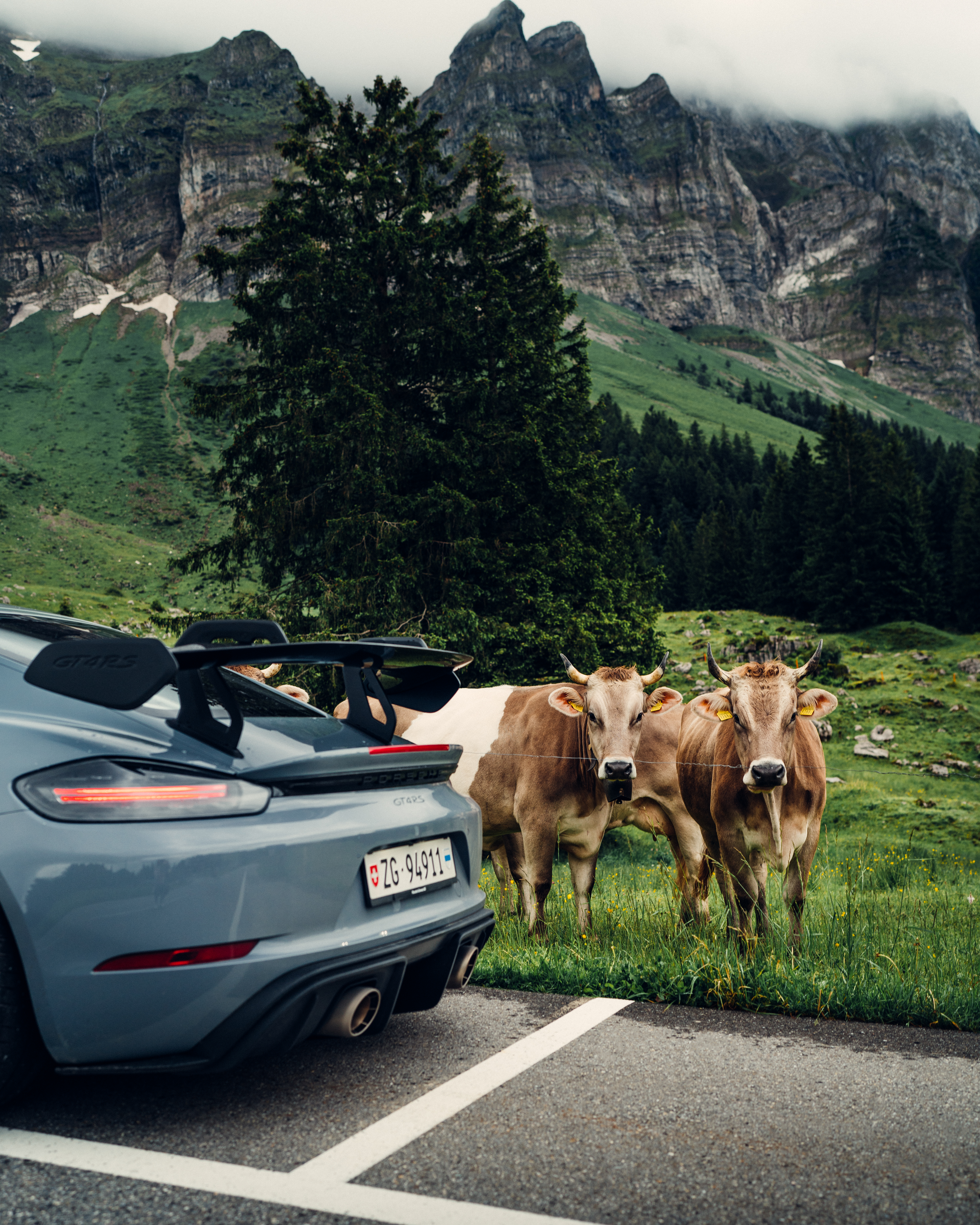 Brown and white Alpine cows stare at camera, besides Porsche 718 Cayman GT4 RS