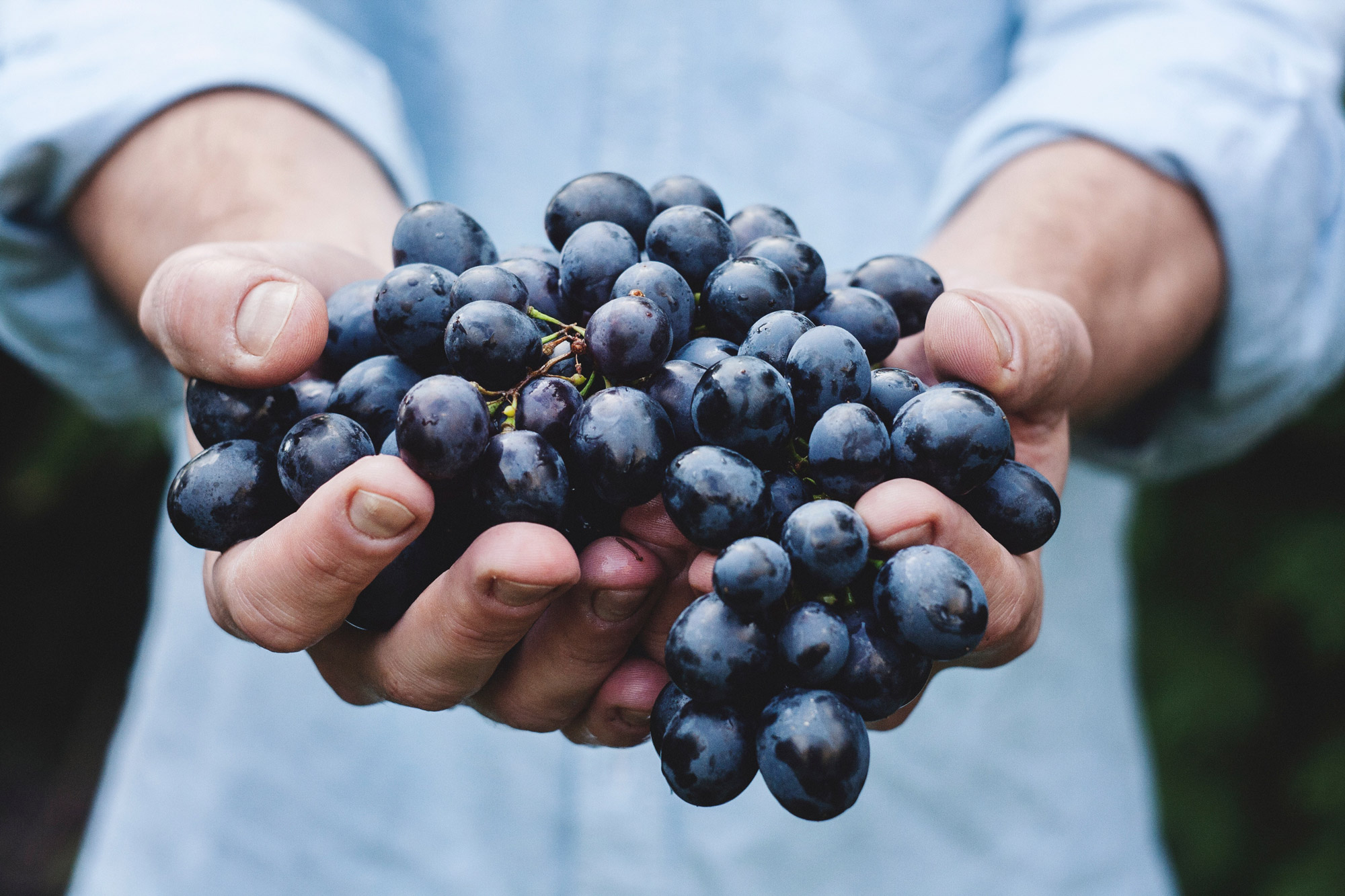 Hands holding a bunch of dark wine grapes