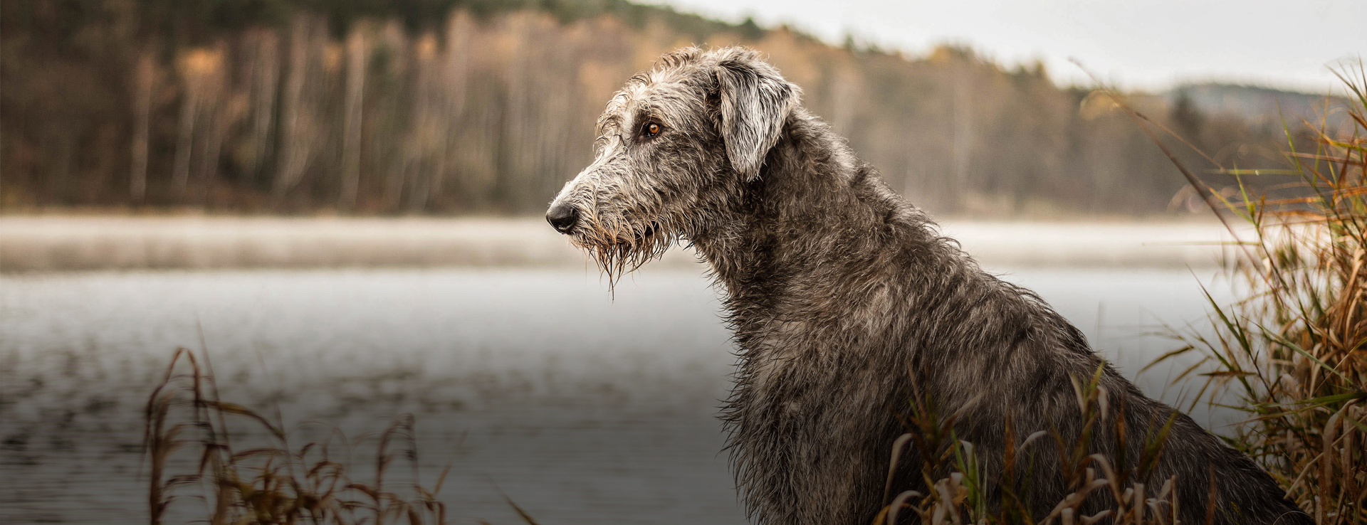 Irish wolfhound from the site, sitting on the shore of a lake