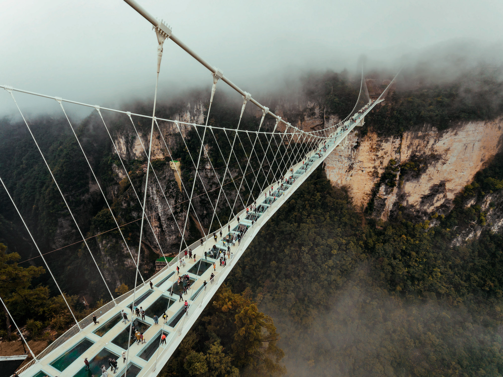 A glass-floored suspension bridge crosses the dense woodland