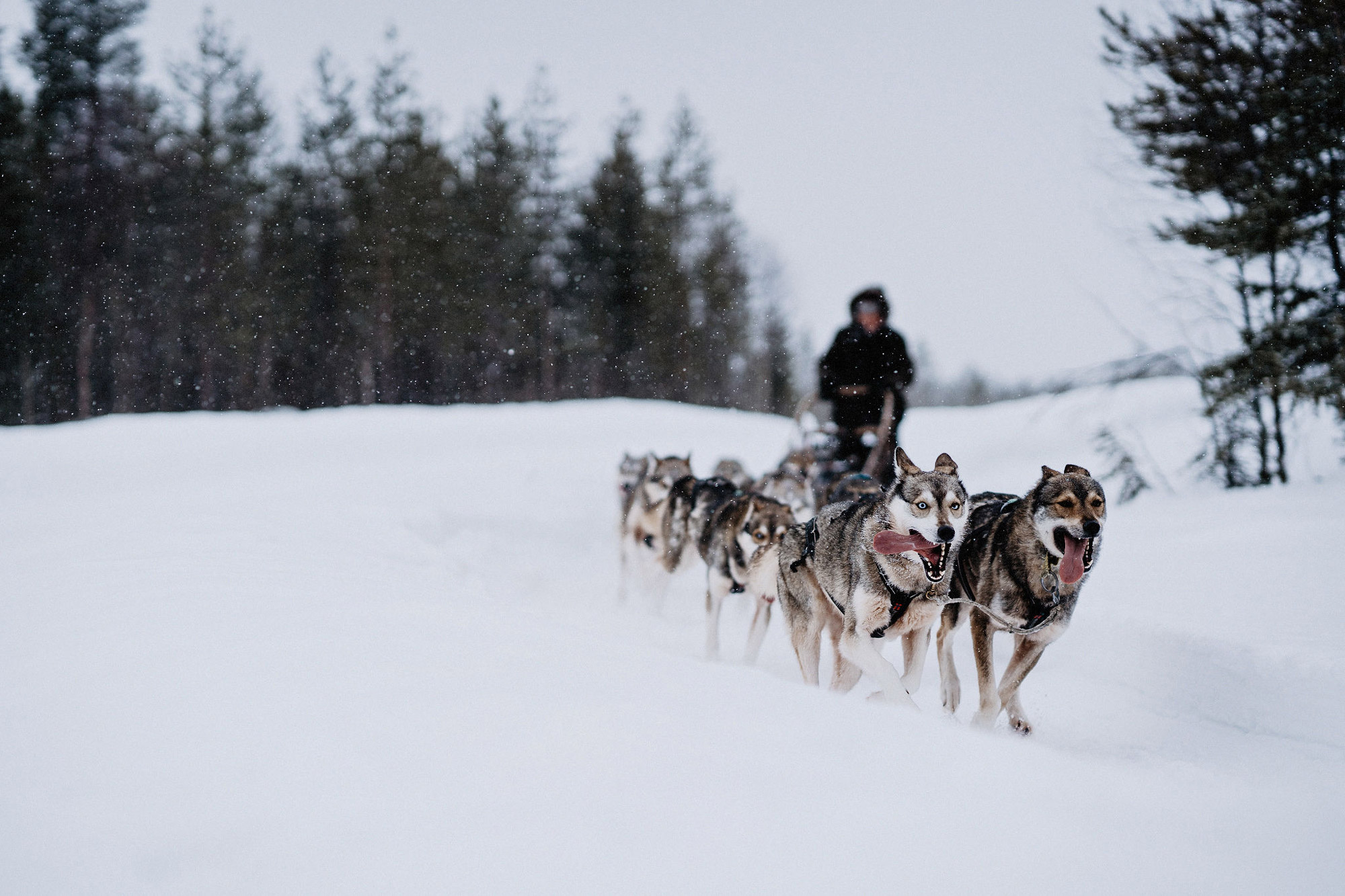 Sled dogs and a musher on their way through the snow