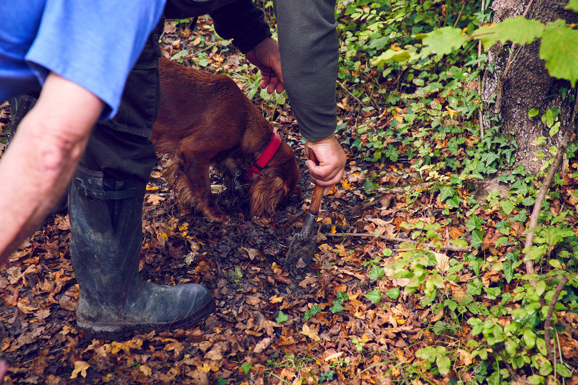 Dog sniffs ground which man has dug up with trowel