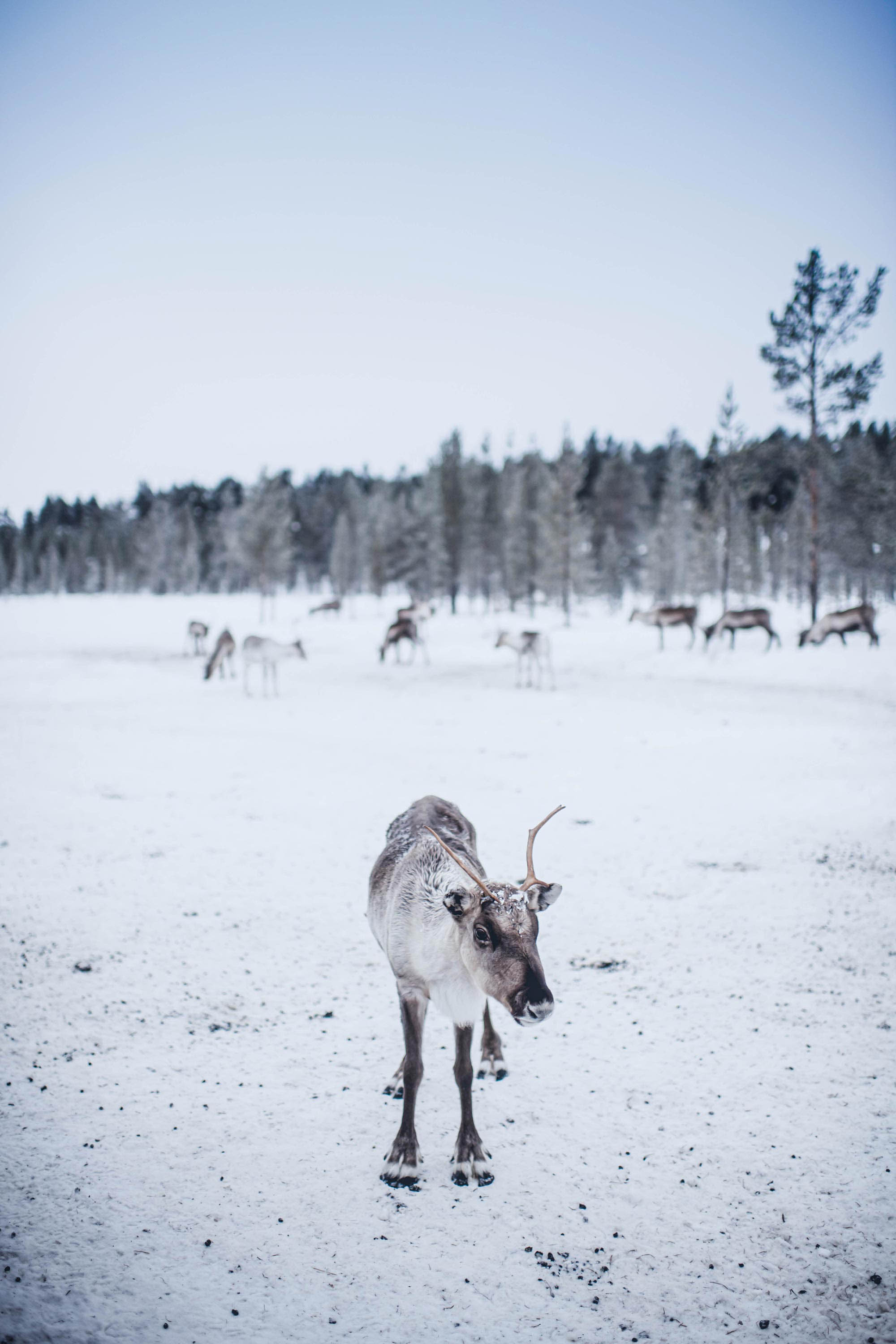 Single, young reindeer in snowy foreground with herd behind