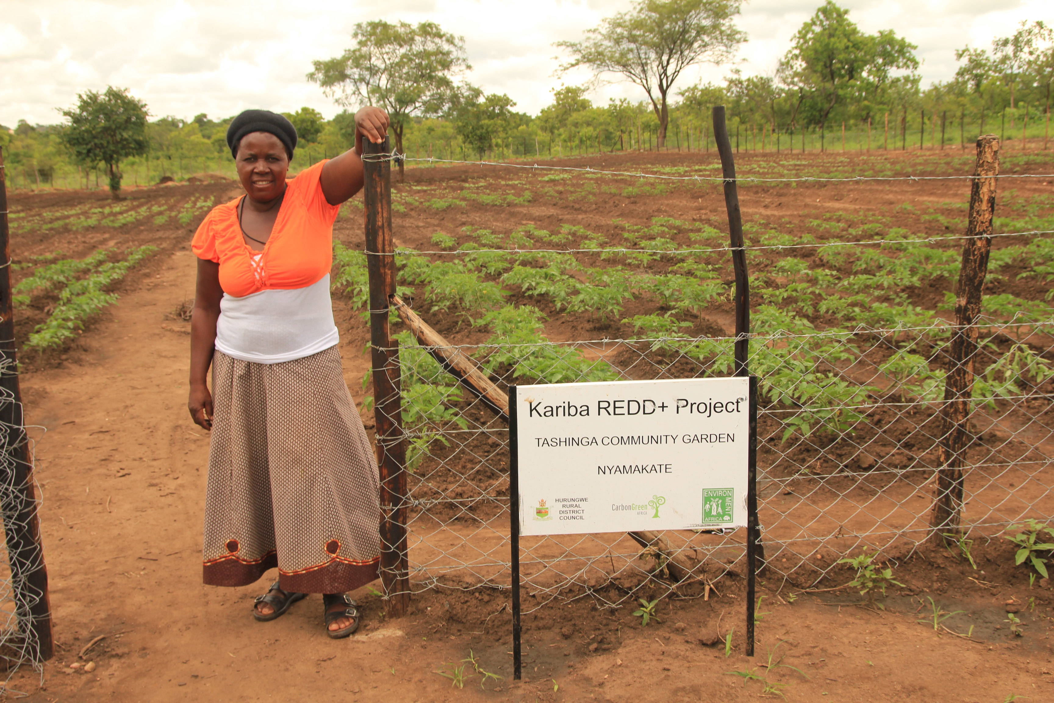 An African farmer standing beside a field of crops 