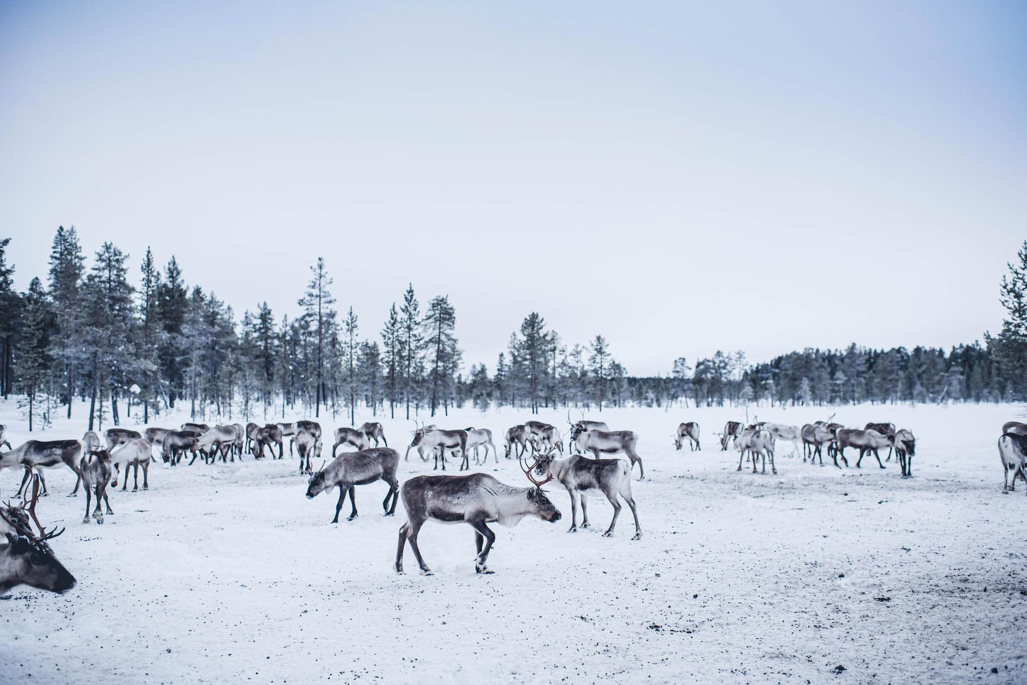 A herd of reindeer in a clearing