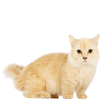 Munchkin cat Cat of Medium size and Shorthair and Longhair Coat