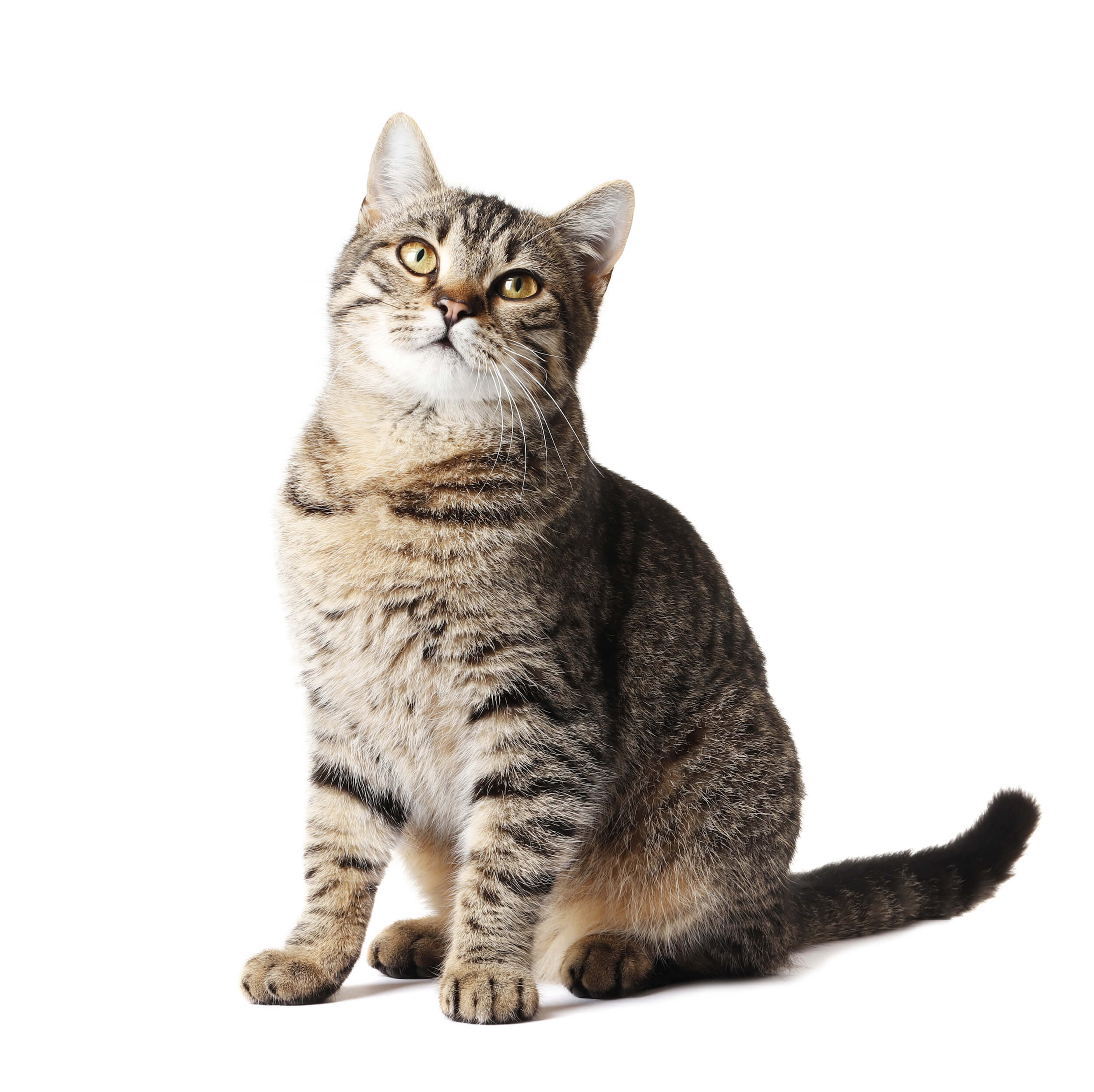 American Shorthair Breed Information | Savannah Cat Characteristics,  Grooming, Temperament – Page 7