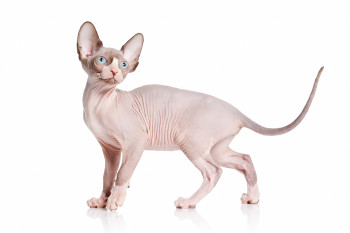 Sphynx Cat Breed Information | Sphynx Characteristics, Grooming ...