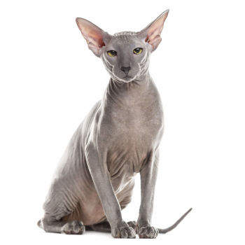 Peterbald Cat of Medium size and Shorthair (bald, flock or chamois, velour, brush, or straight) Coat