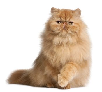 Persian Cat Cat of Medium size and Longhair Coat