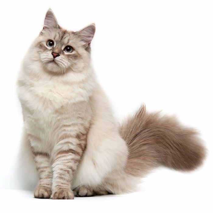 Siberian Cat Breed Information Siberian Cat Characteristics, Grooming