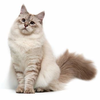 Siberian Cat Cat of Medium-to-large size and Semi-longhair Coat