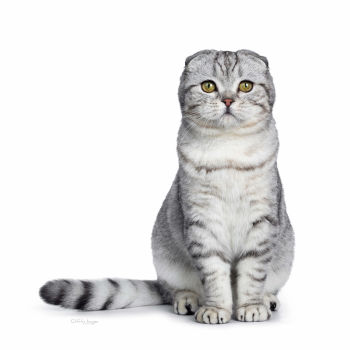 Scottish Fold Cat of Medium size and Shorthair and Longhair Coat