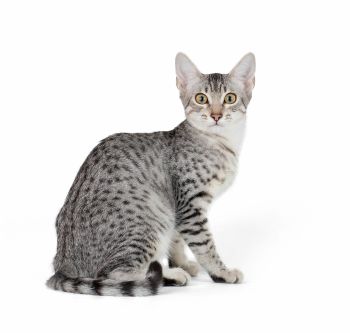 Egyptian Mau Cat of Medium size and Shorthair Coat