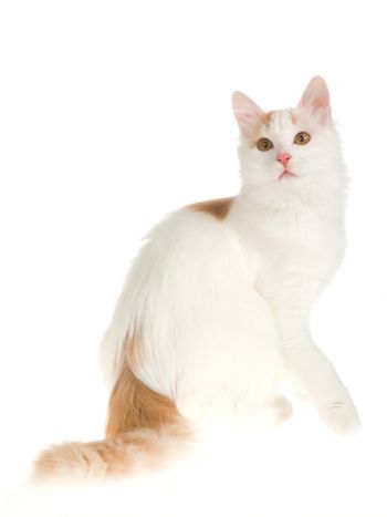 Turkish Van Cat of Large size and Semi-Longhaired Coat