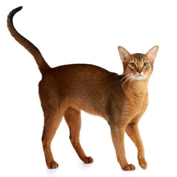 Abyssinian Cat of Medium size and Shorthair Coat