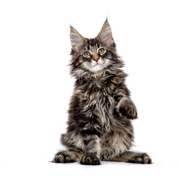 Maine Coon Cat of Large size and Longhair Coat