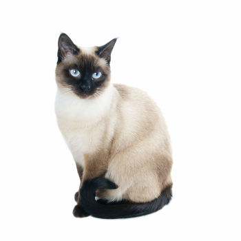 Thai Siamese  Cat of Medium-to-large size and Shorthair Coat