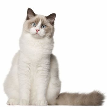 Ragdoll Cat of Large size and Semi-longhaired Coat