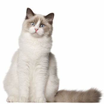 Ragdoll Cat Breed Information Ragdoll Cat Characteristics Grooming Temperament Ragdoll Cat Breed Information Ragdoll Cat Characteristics Grooming Temperament