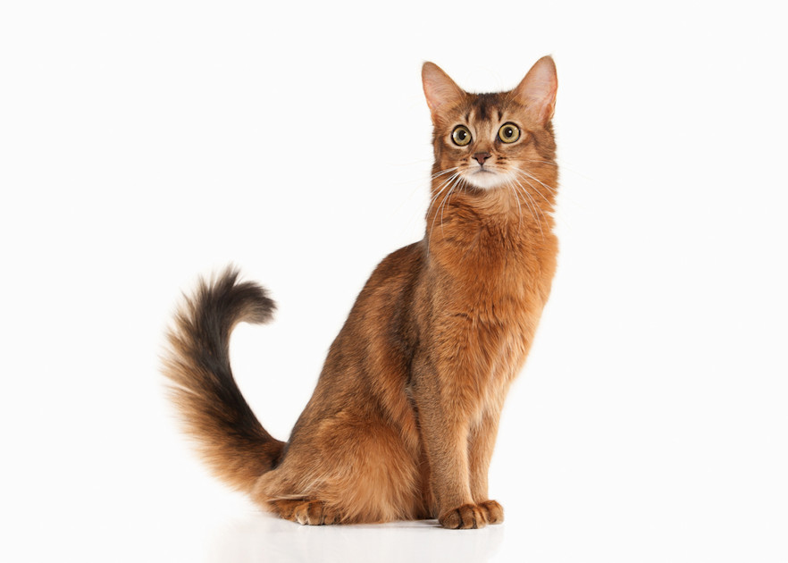 Somali Cat Breed Information Somali Cat Characteristics, Grooming, Temperament