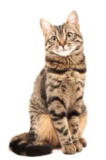 Domestic Shorthair Cat of Medium-to-large size and Shorthair  Coat