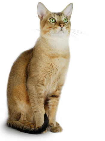 Chausie Cat of Large size and Shorthair Coat