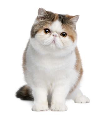 Exotic Shorthair Cat of Medium size and Shorthair Coat