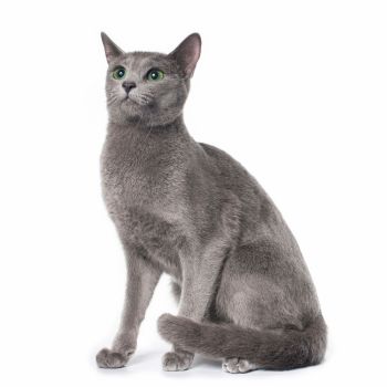 Russian Blue Cat of Medium size and Shorthair Coat
