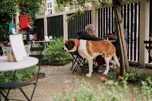 Pet-Friendly Cafe Hero Image