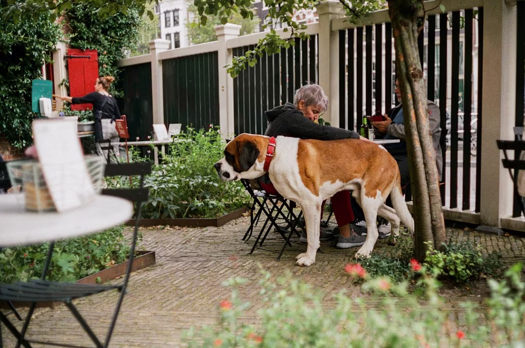 Pet-Friendly Cafe Hero Image