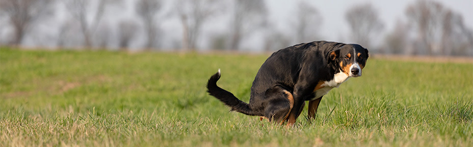 Hund versucht Kot abzusetzen