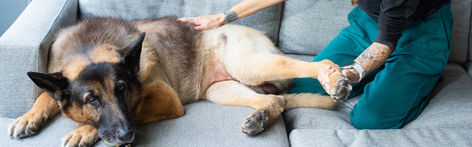 Achtung Entz ndung Arthritis Beim Hund Erkennen Behandeln Pets Deli achtung-entz-ndung-arthritis-beim-hund-erkennen-behandeln-pets-deli
