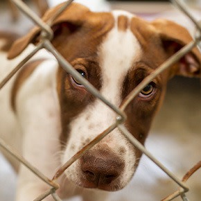 CTA Tierschutzhund adoptieren