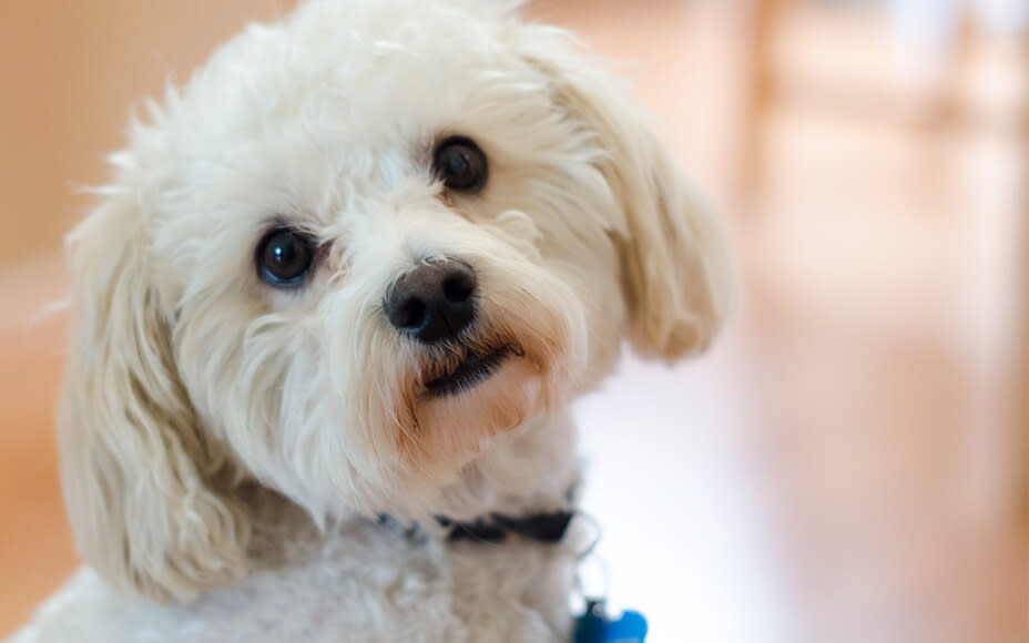 hunderasse maltipoo portrait