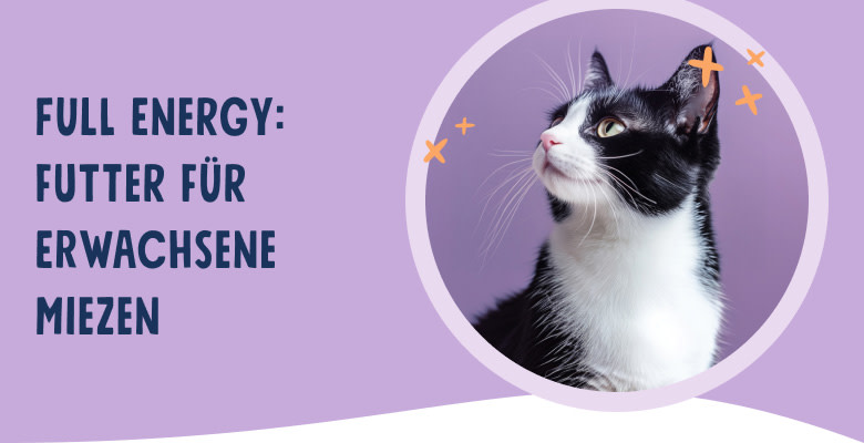 PNJ-header-mobile-cat-adult-DE-250912