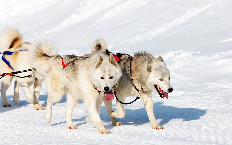 daenische hunderassen groenlandhund