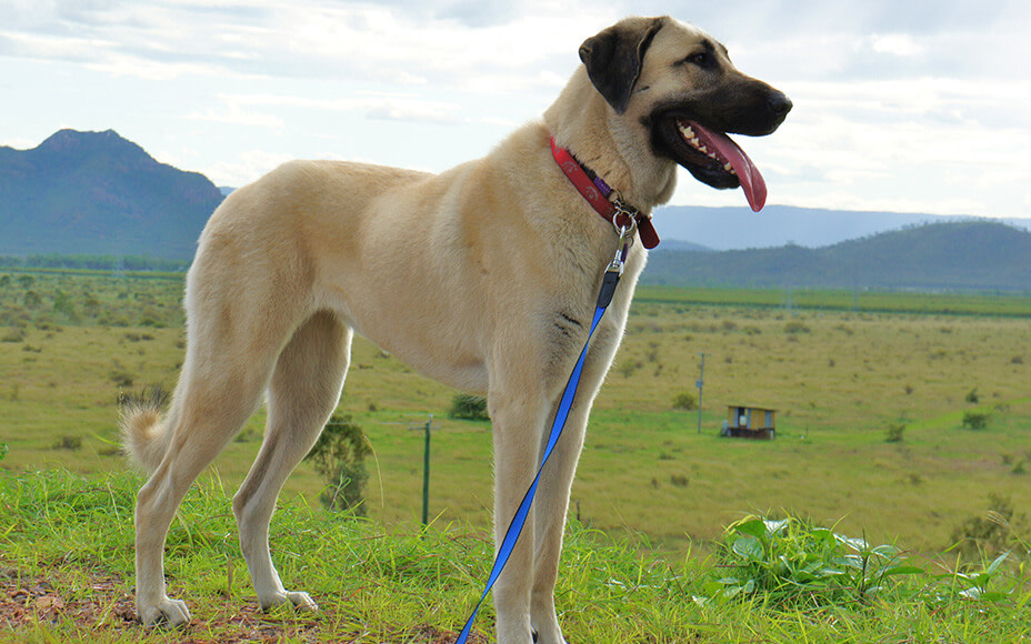 groesste hunderassen weltweit hirtenhund