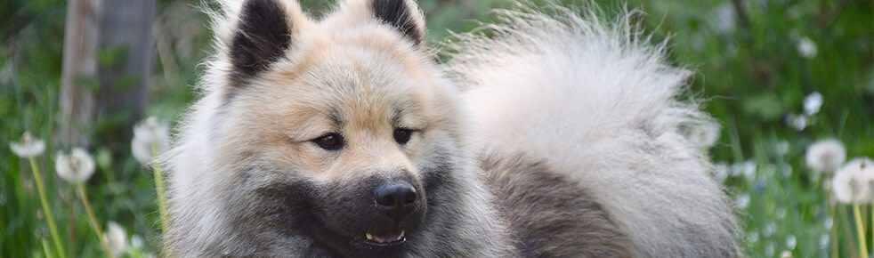 Header-Hunderasse-Eurasier