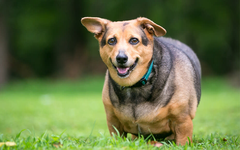 Honig für Hunde Übergewicht