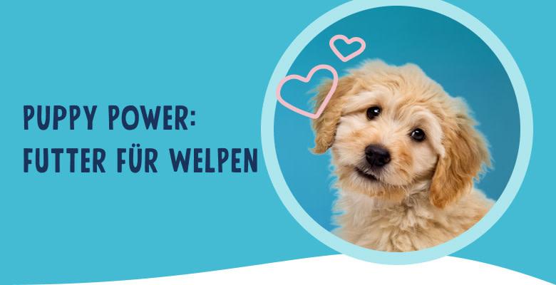 PNJ-header-mobile-dog-puppy-DE-250912