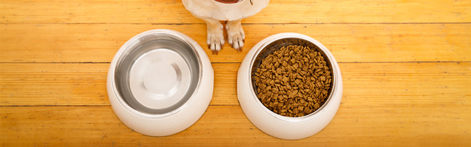 Header Appetitlosigkeit bei Hunden