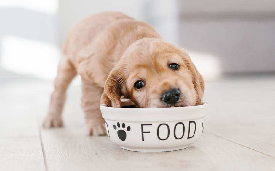 PD-Magazine-Dog-Weaning-Mothers-Milk-02-Image-250606