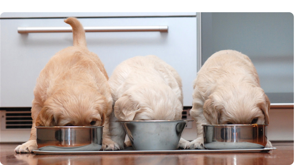 PD-Breeder-Program-Desktop-02-Image-250917