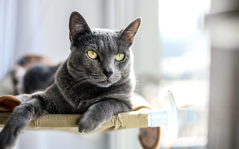 hypoallergene katzenrassen russisch blau