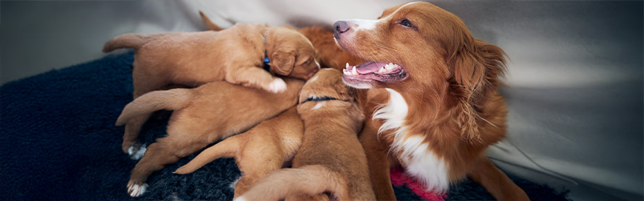 PD-Magazine-Dog-Weaning-Mothers-Milk-01-Header-250606