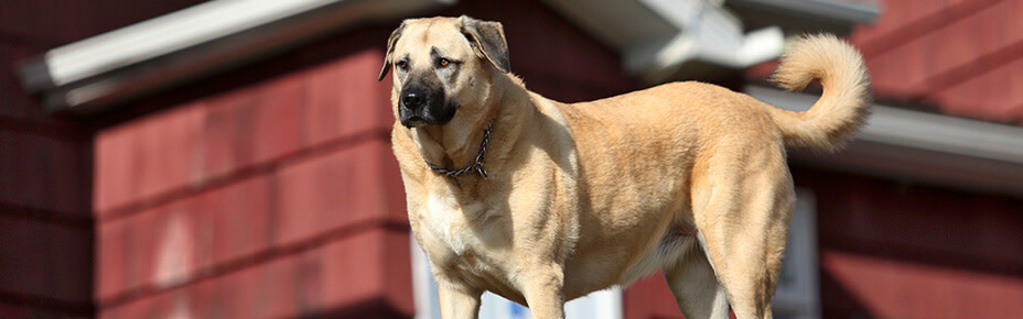 header hunderasse kangal