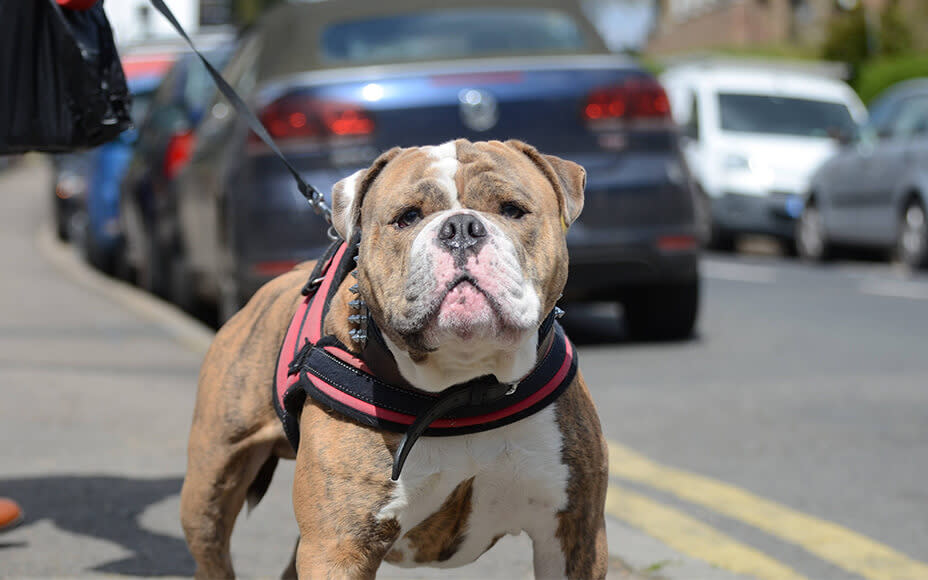 olde english bulldogge