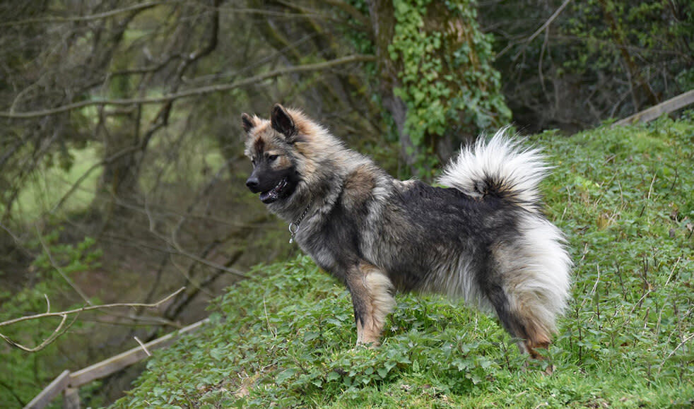 Hunderasse-Eurasier-Hund