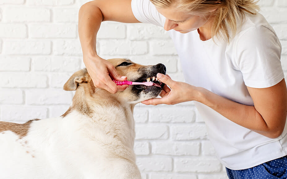 Hund werden untere Zähne geputzt